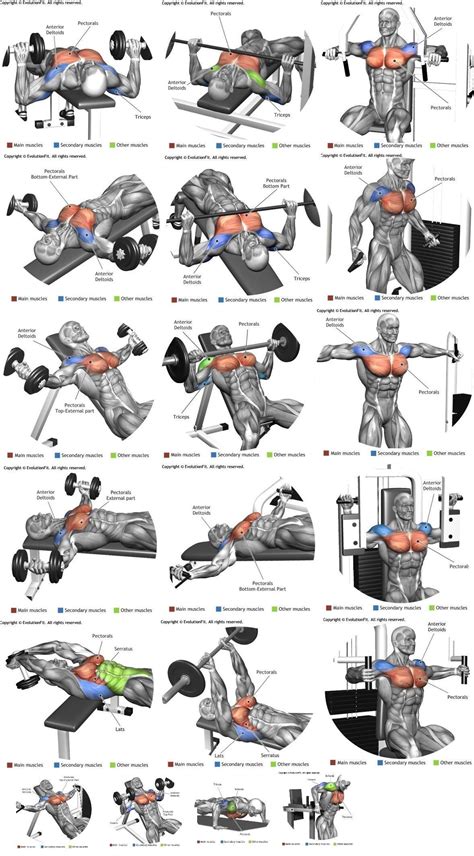 Pin By Troy Taylor On Workouts Deltoid Workout Chest Workout Routine