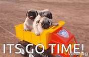 Its Go Time Dog GIF - Its Go Time Dog Puppy - Discover & Share GIFs