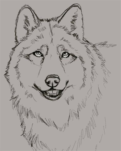 Wolf Sketch By Marianwolfart On Deviantart