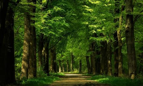 Path In Green Forest Hd Wallpaper Background Image 2000x1205 Id