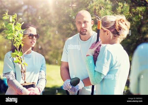 Group Of Volunteers Planting Trees In Park Stock Photo Alamy