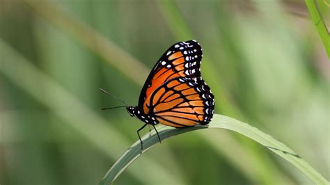 Download Wallpaper 3840x2160 Butterfly Wings Pattern