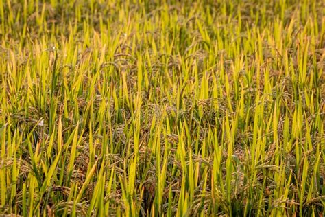 Closeup Of Rice Crops Ready For Harvest In The Field Stock Photo