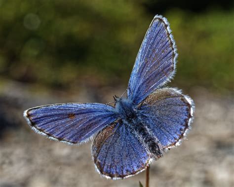 Northern Blue Butterfly Geoff Whiteway Flickr