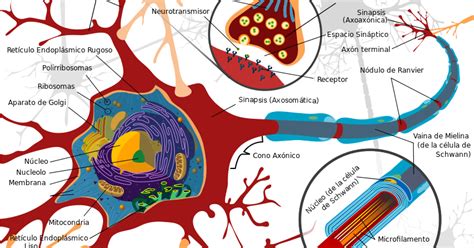 Sistema Nervioso Neuronas Y Neurotransmisores Neuronas