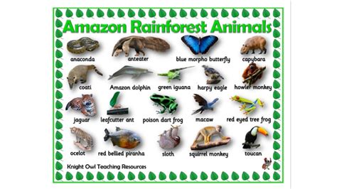 Amazon Rainforest Animal Word Mat