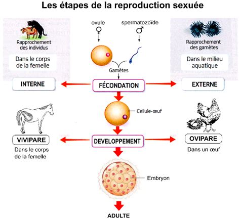 Les Ressources Nutritives Et La Reproduction Sexuee