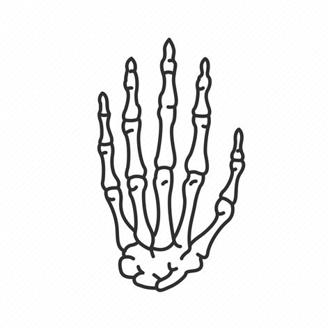 Boney Hand Hand Bones Human Hands Interphalangeal Joints Metacarpal