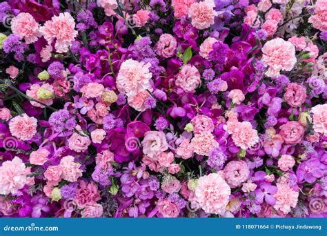 An Incredible Collection Of Over 999 Purple Flower Images In Stunning