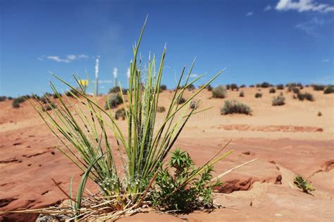 Grass In Desert Stock Photo Image Of America Explore 54172314