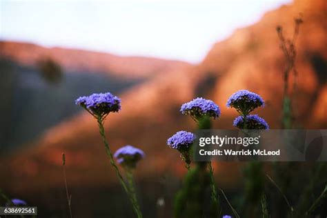 Table Mountain Fynbos Photos And Premium High Res Pictures Getty Images