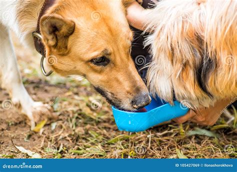 Dog In The Park Drinking From The Drinking Bowl Stock Image Image Of