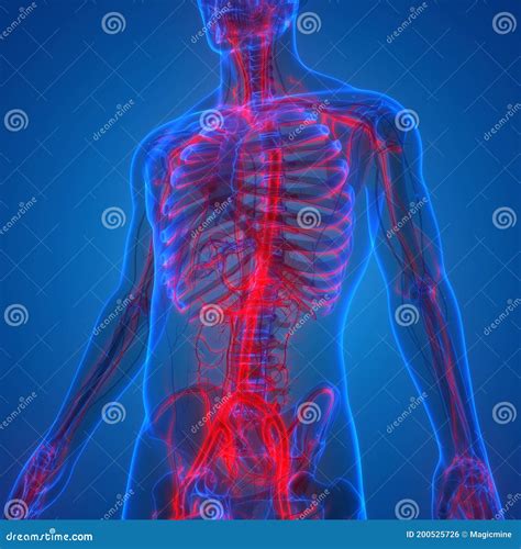 Botgewrichten Van Het Menselijk Skeletsysteem Met Een Circulatoire