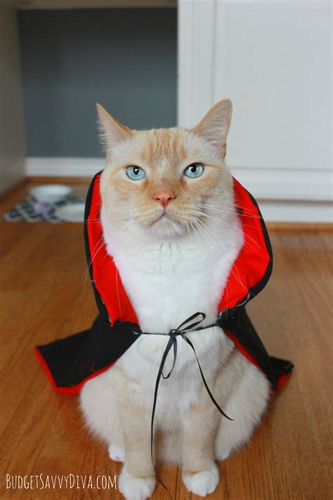 Easy Halloween Costume For Cat Budget Savvy Diva