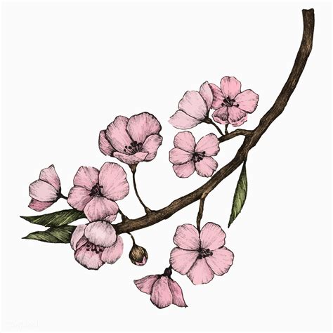 Download Premium Vector Of Illustration Of Cherry Blossom Flower 406301