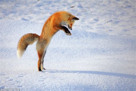 Fox Cub Photographed Getting Stuck In The Snow To Catch A Vole Daily