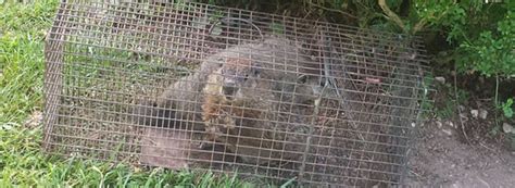 How To Get Rid Of A Groundhog Under My Shed Deck Or House