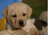 Oh so cute, happy to share cute and smoochi adorable labrador retriever puppies. Cute Puppy Dogs: labrador retriever puppies