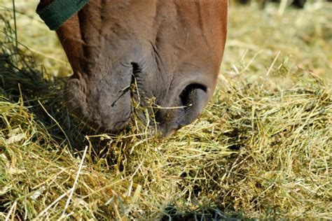 10 Tips For Choosing The Best Hay For Your Horse Evergreen Equine