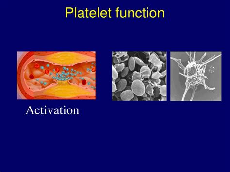 Ppt Platelet Structure And Function Powerpoint Presentation Free