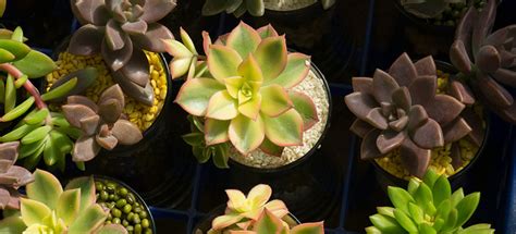 Although growing hydroponically for beginners can be satisfying, it can be tough at the same time too. How to Grow Succulents in Water | Fantastic Gardeners ...