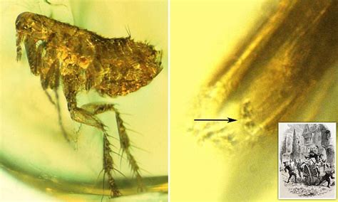 Ancestor Of The Black Death Found In 20 Million Year Old Flea Fossil