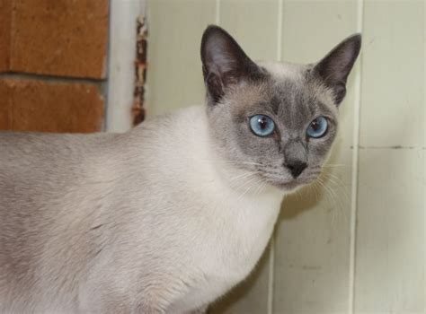 Blue Point Tonkinese Girl Sirrahsunam Cats Tonkinese Cat Tonkinese