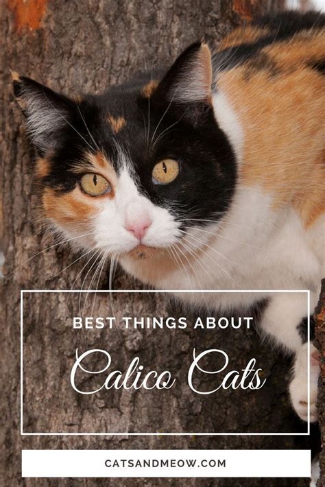 Best Things About Calico Cats Cats And Meows Calico Cat Personality