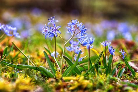 Lovely Blue Spring Flower Twoleaf Or Alpine Squill Nature Background