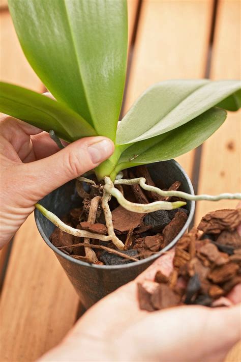 repotting-orchid-plant-cc34bbd8 | Orchid care, Growing orchids, Orchid roots