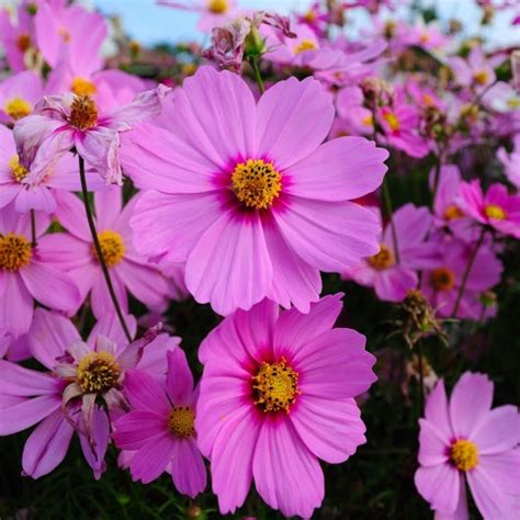 Cosmos Seeds Radiance Flower Seeds In Packets And Bulk Eden Brothers
