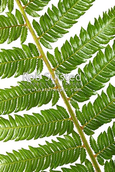 Silver Fern Or Ponga Frond Macro Closeup Of Green Upper Surface Silver