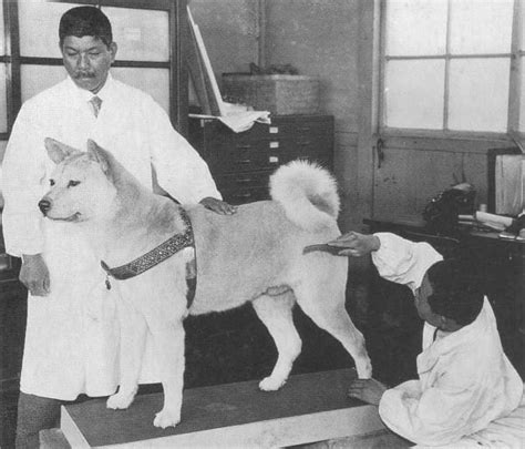 Hachiko Movie Review Legendary Loyal Dog