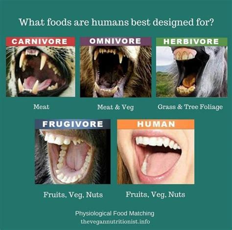 Omnivores Teeth