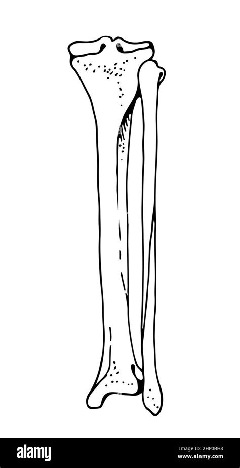 Tibia And Fibula Human Bones Vector Hand Drawn Illustration Isolated