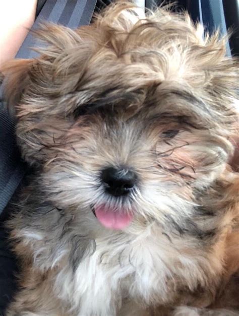 4 Month Old Shih Tzu For Sale Puppy Adorable Female In Stevenage