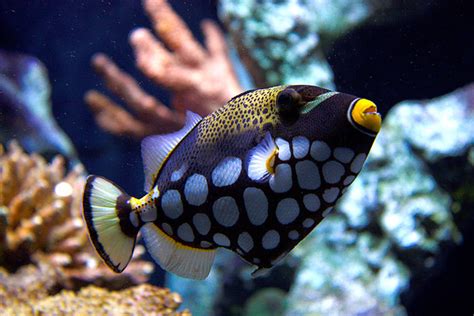 Clown Triggerfish Fishes