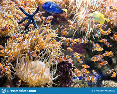 Underwater World In The Coral Reef With Large Yellow Sea Anemones A