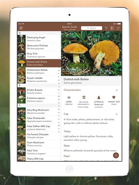 Mushroom Identifier App Reddit Is There A Mushroom Identifier App