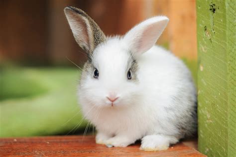 Cutest Bunnies Youll Want To Take Home Readers Digest