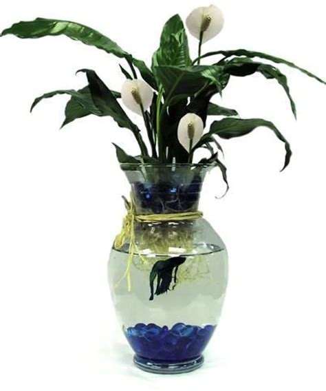 Betta Fish With Green Plant In 2021 Fish Plants Beta Fish Plant Vase