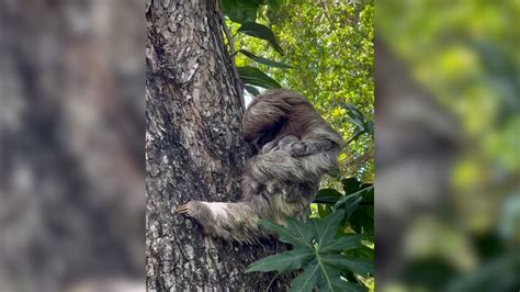 Baby Sloth Reunited With Mom After Rescue Team Found It Crying Cnn Video