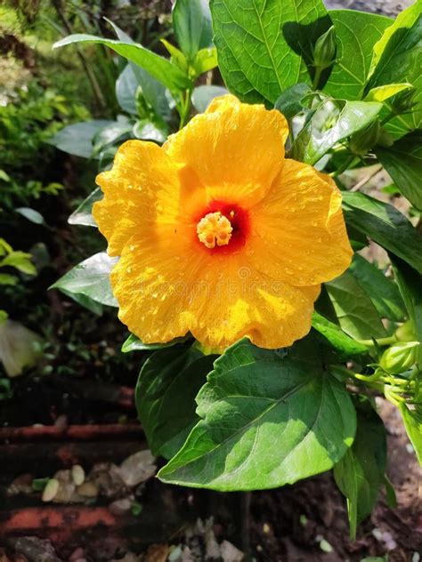 Yellow Hibiscus Flower In Plant Stock Image Image Of Vegetable