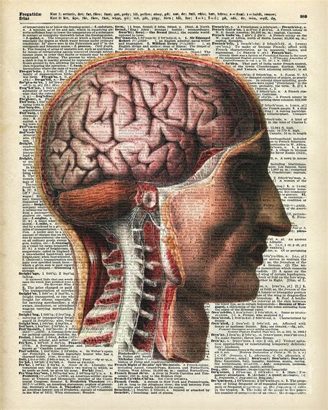 Vintage Human Brain Anatomy Drawing By Anna W