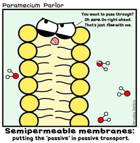 Semipermeable Membrane Science Memes Science Nerd Science Biology Science Education Ap