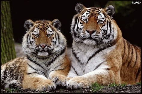 Amazing Photos Of Tiger And Lion ~ Zig Education