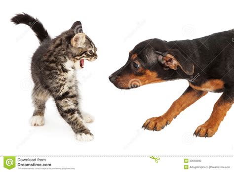 Kitten Hissing At Puppy Stock Photo Image Of Cute Animal 33648800