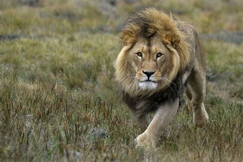 Ap 320d / 234p apcr 320d / 294p he 420d / 60p. Löwe: Die Raubkatze im Tierlexikon - GEOLINO