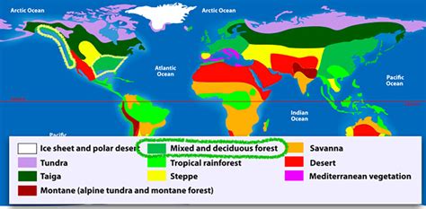 2a3 Temperate Forests Biotas