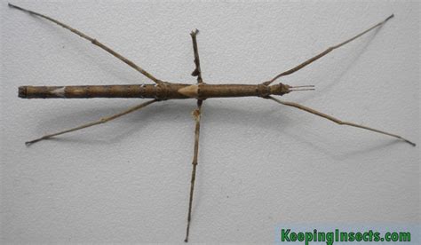 Zompros Stick Insect Keeping Insects